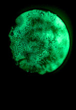Load image into Gallery viewer, The Many Moons Project . September 29th, 2020